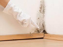 Best Mold Damage Restoration  in Harrison, NJ